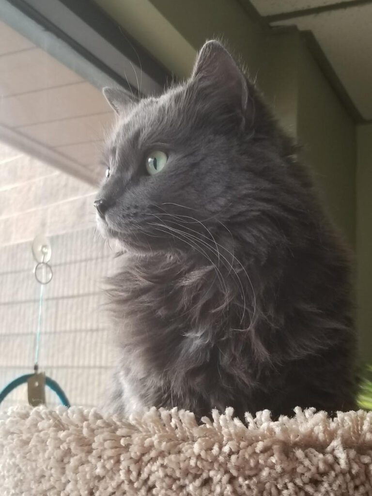 House cat perched by the window