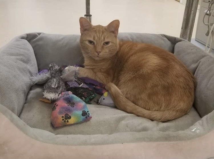 A friendly clinic cat greeting visitors