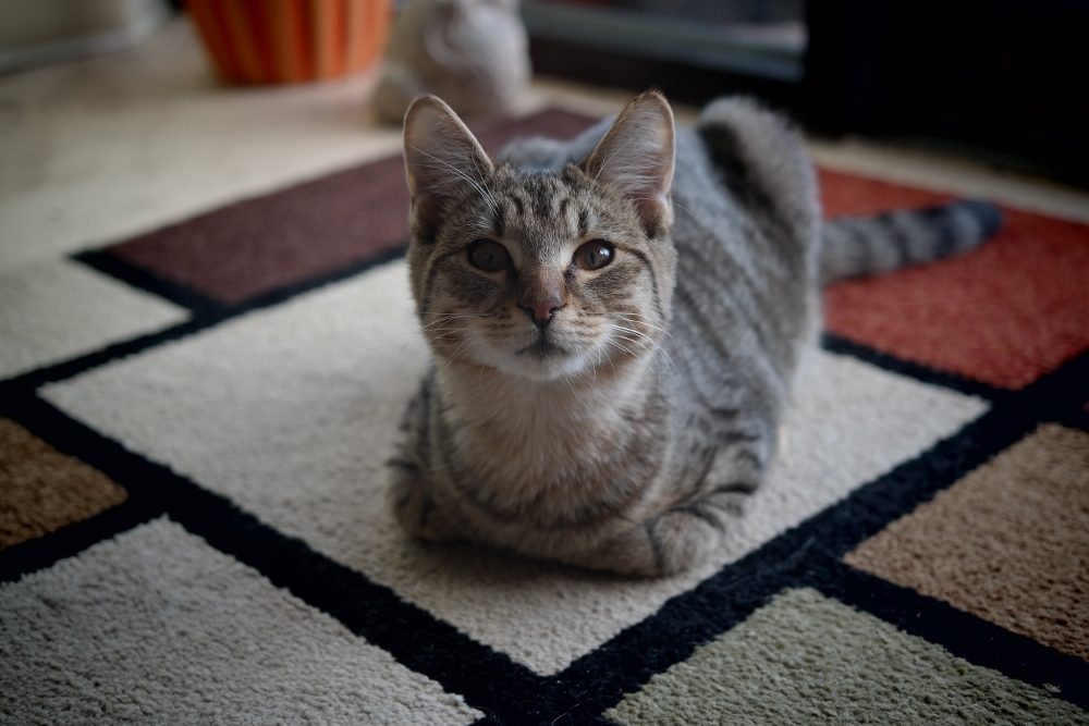 A kitten patient at the clinic