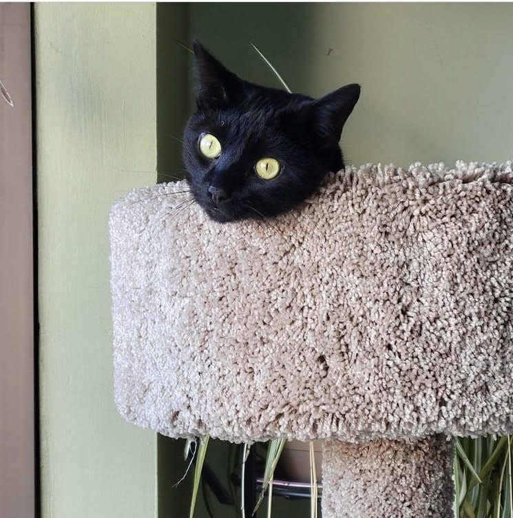 Clinic cat napping in a cozy bed