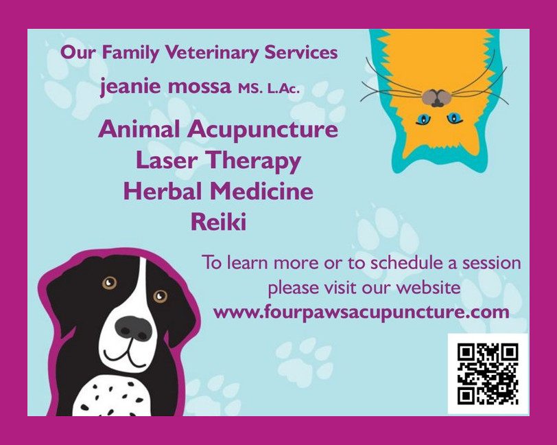A pet receiving acupuncture treatment